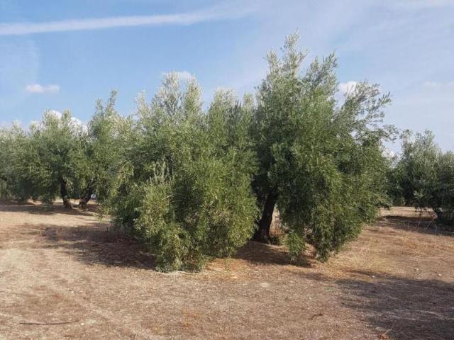 Casa en venta en Villanueva Del Arzobispo, Andalucía