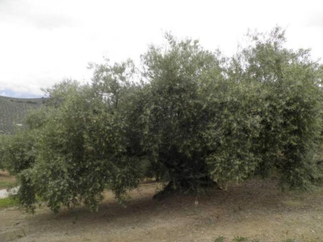 Casa en venta en Comarca de Loja, Andalucía