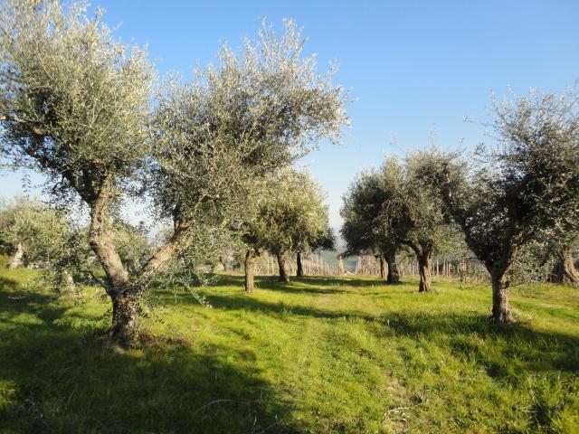 Rustico in vendita a Marche, Ancona