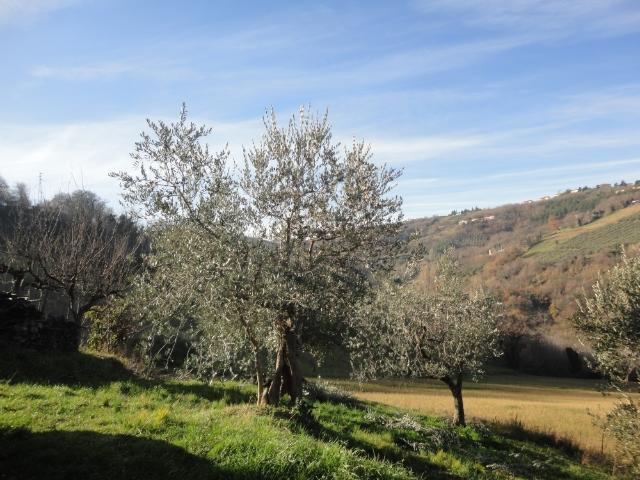 Rustico in vendita a Marche, Ancona