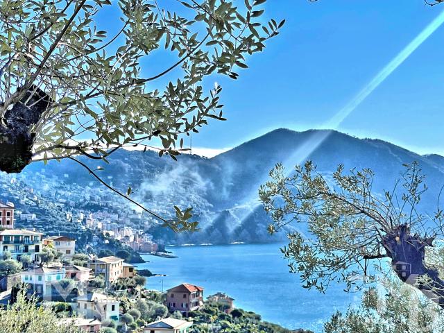 Villa Indipendente in vendita a Polanesi, Recco