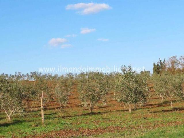 Villa Indipendente in vendita a Cecina, Toscana