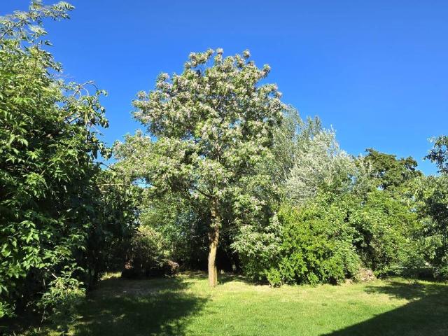 Villa Indipendente in vendita a Mantignano, Firenze