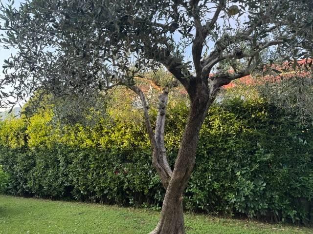 Villa Indipendente in vendita a Turano, Massa
