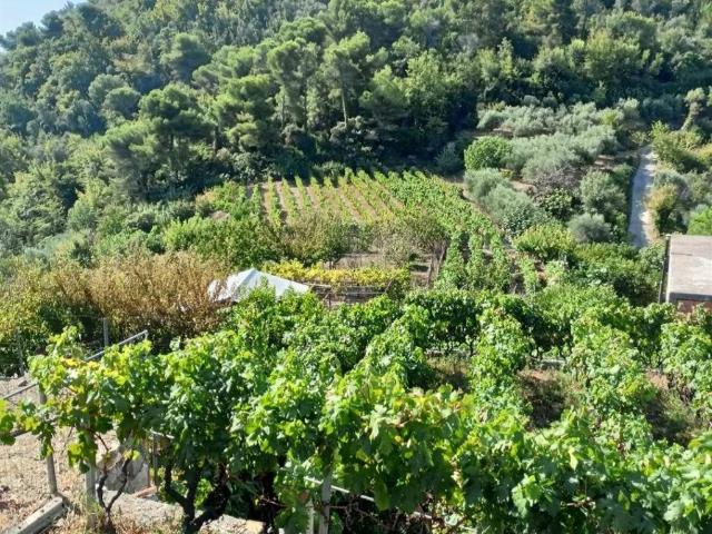 Villa Indipendente in vendita a San Biagio Della Cima, Liguria