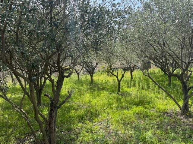 Villa Indipendente in vendita a Trecase, Campania