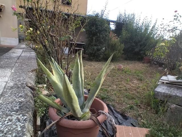 Villa Indipendente in vendita a Isola, Luni