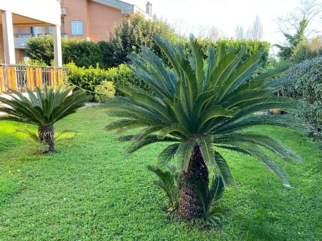 Villa Indipendente in affitto a Selva Secca, Roma Capitale