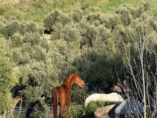 Casa en venta en Los Corrales, Andalucía