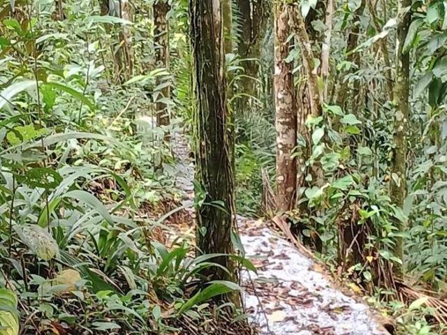 Sítio e chácara venda em Região Imediata de Caraguatatuba-Ubatuba-São Sebastião, Região Metropolitana do Vale do Paraíba e Litoral Norte