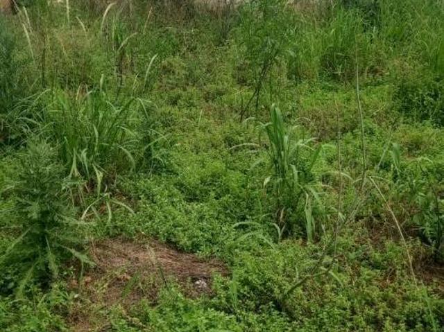Casa venda em Região Imediata de Amparo, Monte Alegre do Sul