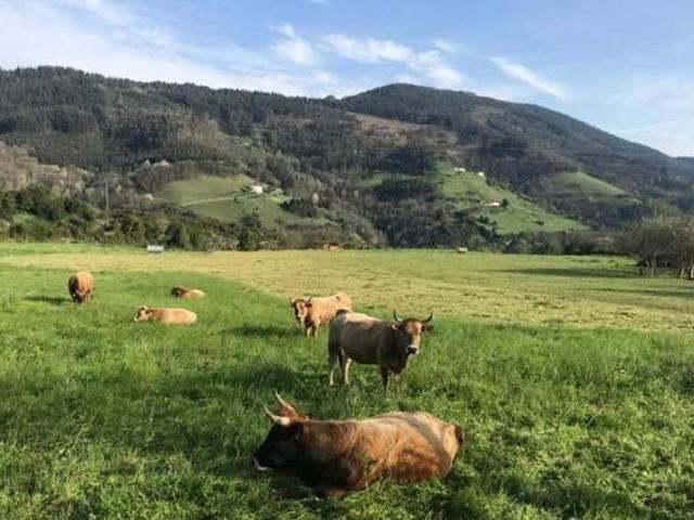 Casa en alquiler en Candamo, Asturias