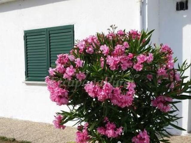 Casa en alquiler en Ciudad Rodrigo, Salamanca