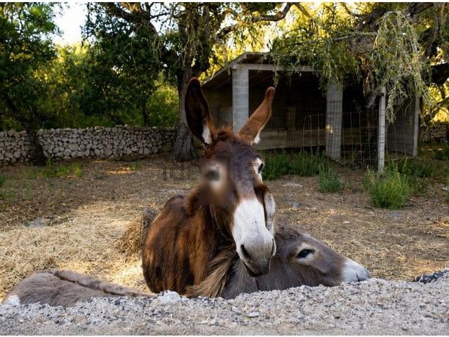Casa Rural en venta en Pla de Mallorca, Baleares