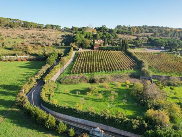 Quinta venda em Azeitão (São Lourenço e São Simão), Setúbal