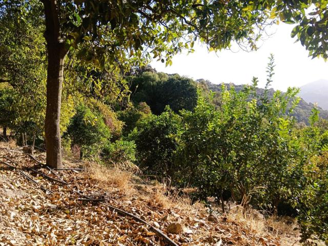 Casa Rural en venta en Serranía de Ronda, Andalucía