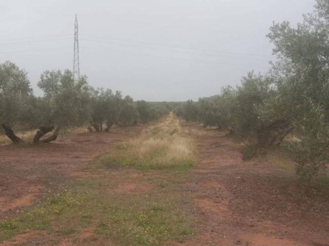 Terreno en venta en Linares, Andalucía
