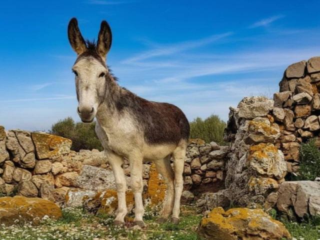 Casa Rural en venta en Raiguer, Baleares