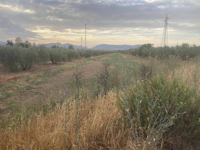 Casa Rural en venta en Albolote