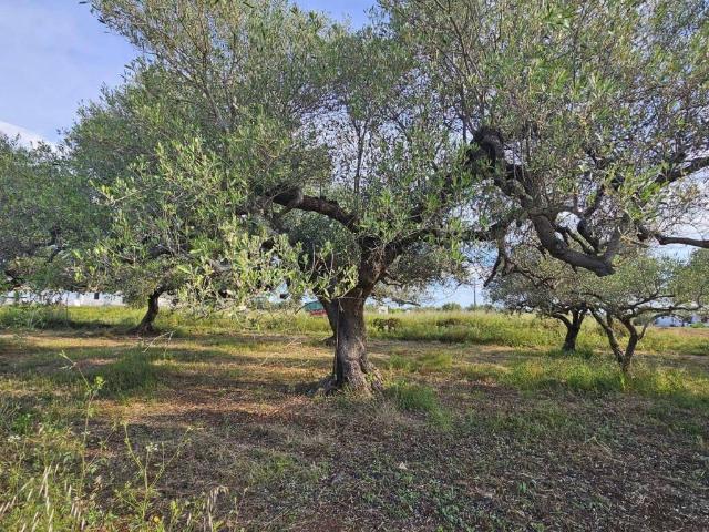 Terreno en venta en Montsià, Catalunya