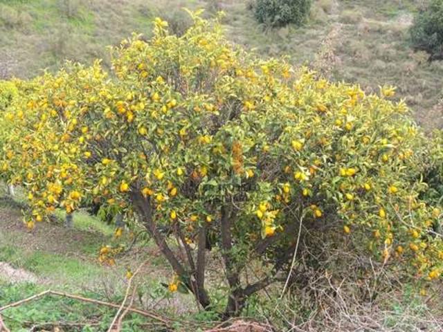Casa Rural en venta en La Axarquía, Andalucía