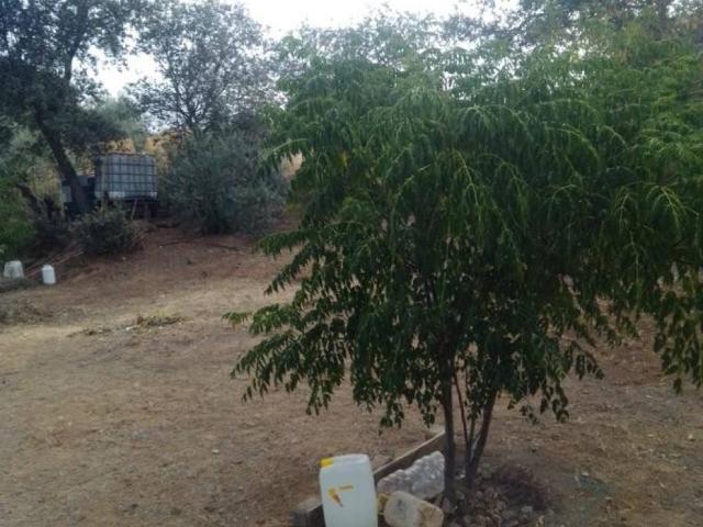 Casa Rural en venta en Don Álvaro