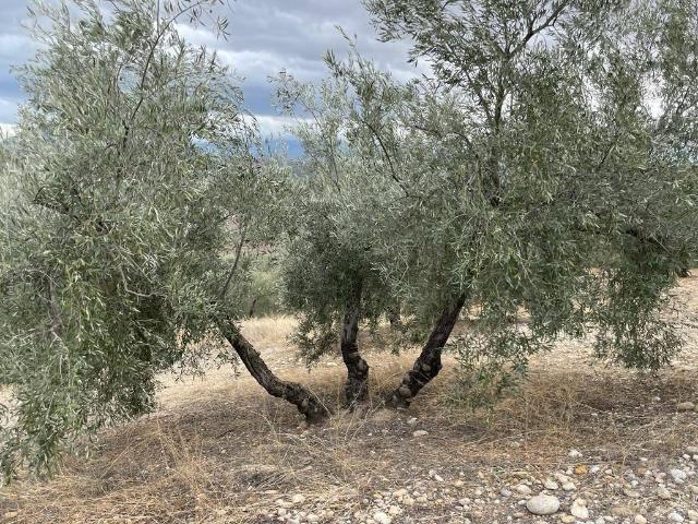 Casa Rural en venta en Jaén, Andalucía