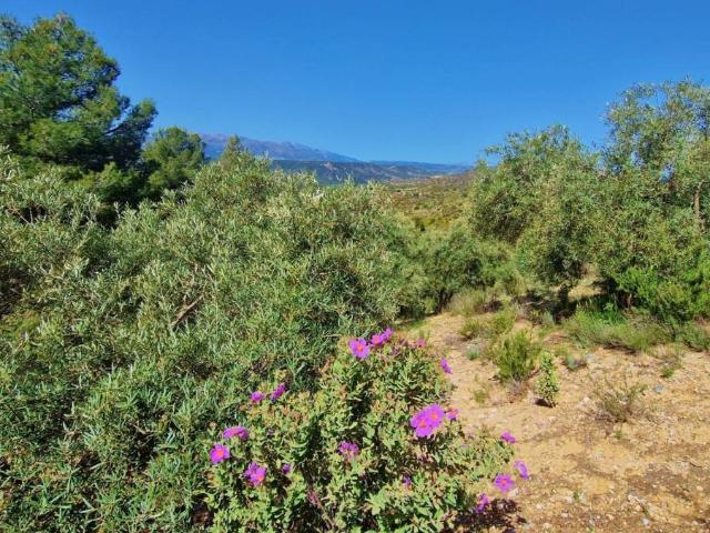 Casa Rural en venta en Jayena