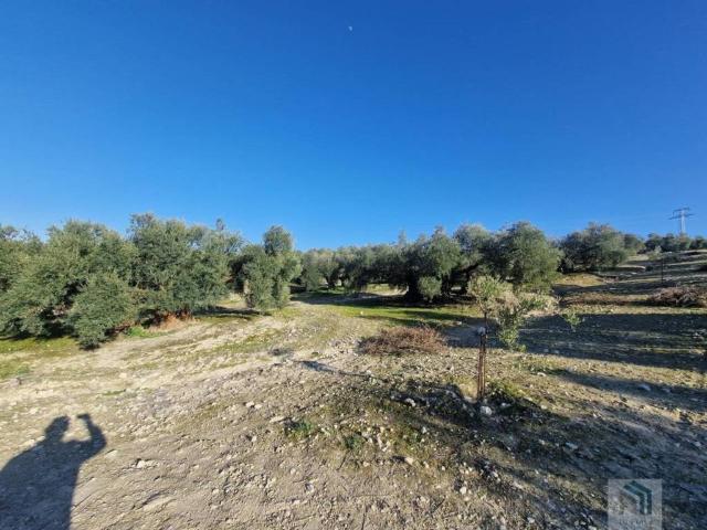 Terreno en venta en Montilla, Andalucía