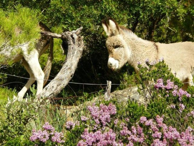 Casa Rural en venta en Raiguer, Baleares