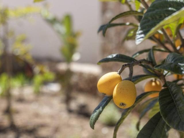 Casa Rural en venta en Pla de Mallorca, Baleares