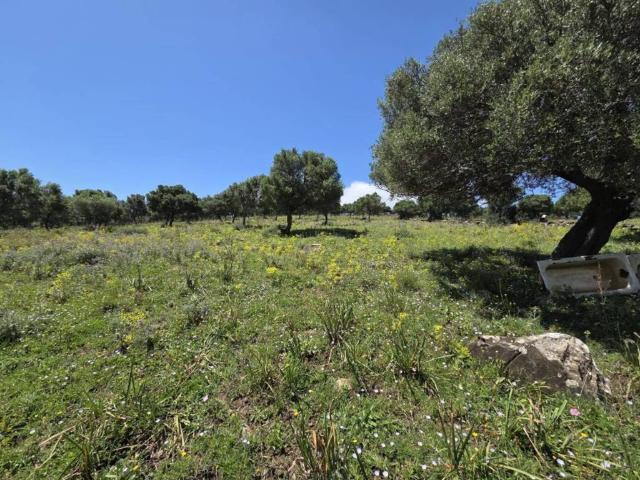 Terreno en venta en Campo de Gibraltar, Andalucía