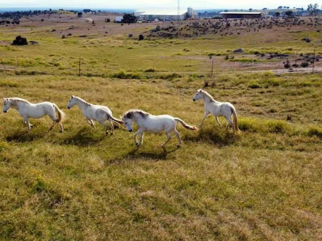 Quinta en venta en Toledo