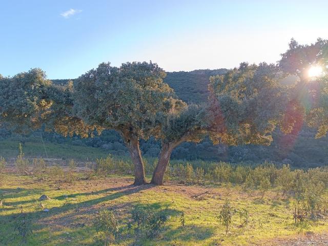 Casa Rural en venta en Ceclavín, Extremadura