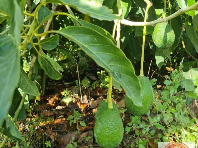 Casa Rural en venta en Urbanización Los Alijares, Coín