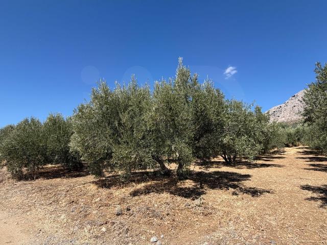 Casa Rural en venta en La Axarquía, Andalucía