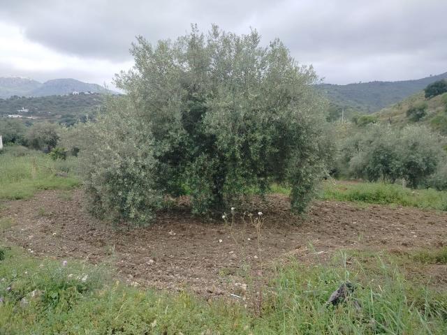 Casa Rural en venta en El Olivar, La Axarquía