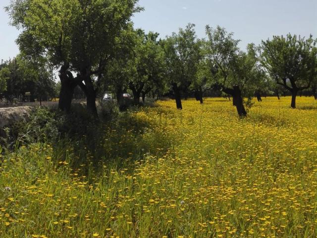Casa Rural en venta en s'Esgleieta, Serra de Tramuntana