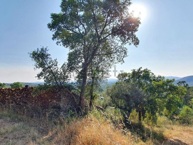Quinta venda em Castelo Branco