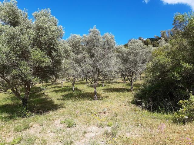 Casa Rural en venta en Serranía de Ronda, Andalucía