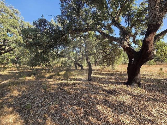 Quinta venda em Grândola, Setúbal