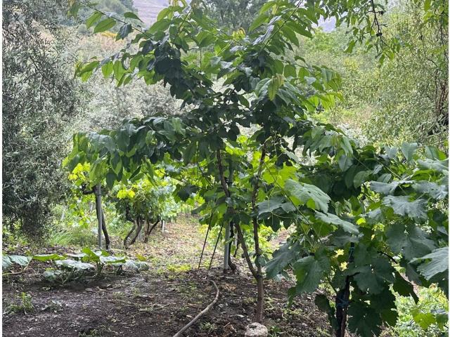 Casa Rural en venta en Monachil, Granada