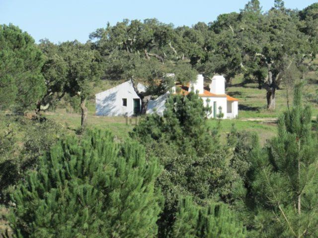 Quinta venda em Mora