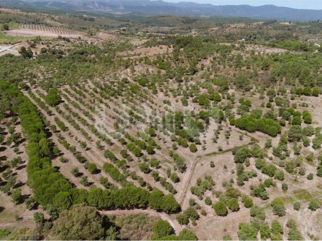 Quinta venda em Castelo Branco