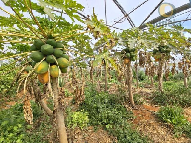Quinta venda em Olhão, Faro