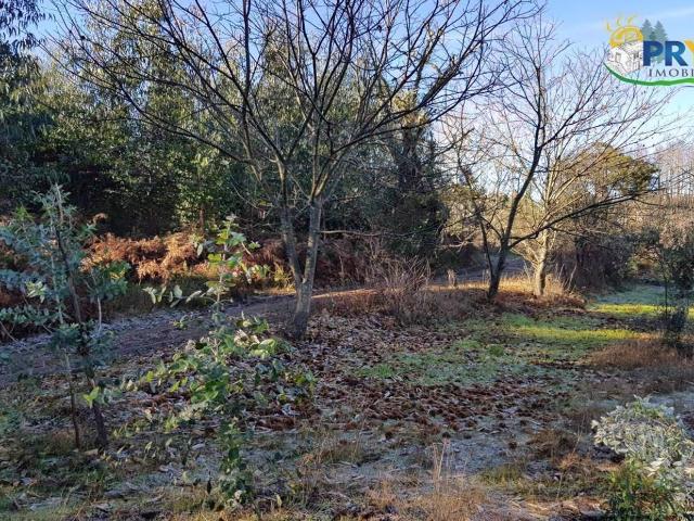 Quinta venda em Castelo Branco, Cumeada