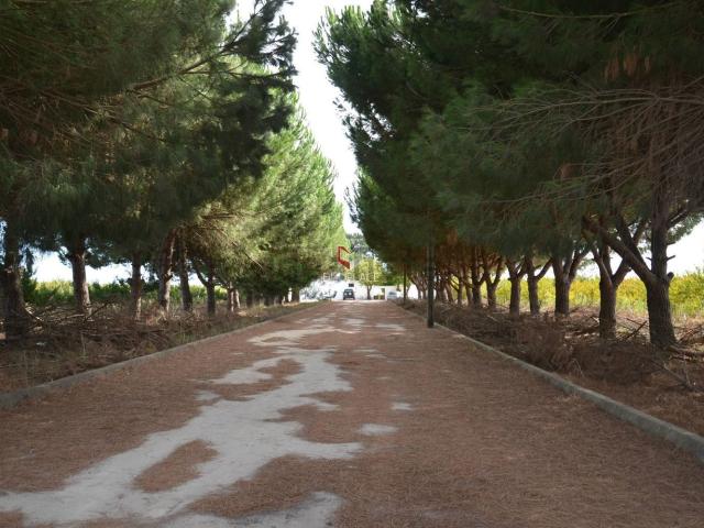 Quinta venda em Lagoa do Calvo, Palmela