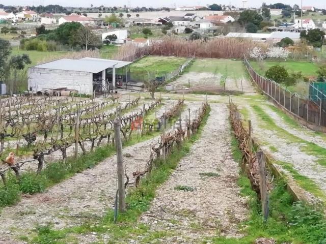 Quinta venda em Palmela, Setúbal