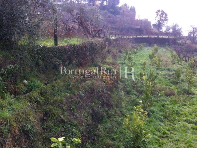 Quinta venda em Sever Do Vouga, Aveiro