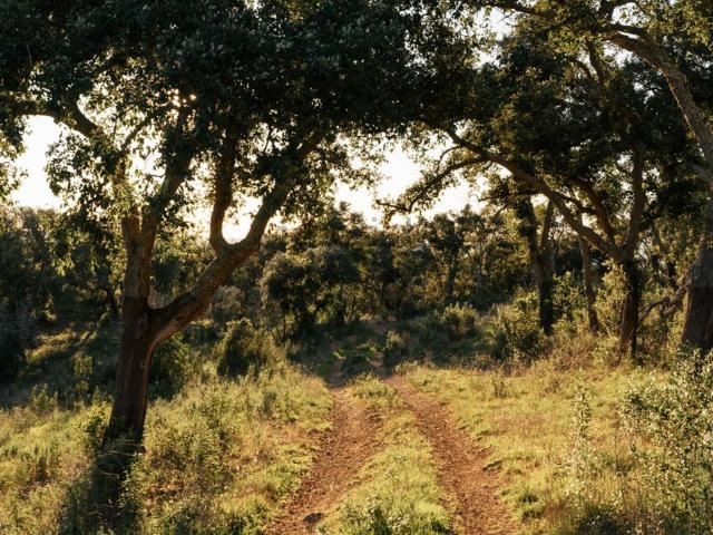 Quinta venda em Santiago Do Cacém, Setúbal